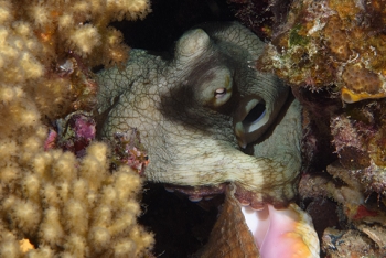 Octopus eating Queen Conch, St Lucia<br>December 16, 2015