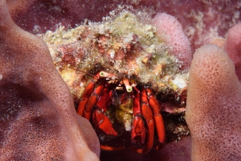 Orangeclaw Hermit Crab, St Lucia<br>December 16, 2015