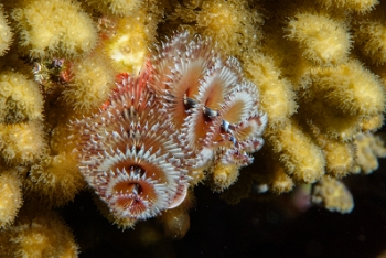 Christmas Tree Worm, St Lucia<br>December 16, 2015