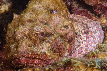 Spotted Scorpionfish, St Lucia<br>December 16, 2015