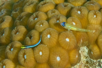 Sharknose Goby (left) with Peppermint Goby (right), Grenada<br>December 17, 2015