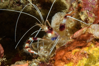 Banded Coral Shrimp, Grenada<br>December 17, 2015