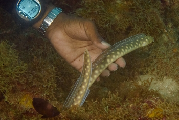 Sharptail Eel, Grenada<br>December 17, 2015