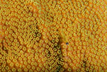 Peppermint Goby on coral, Grenada<br>December 17, 2015