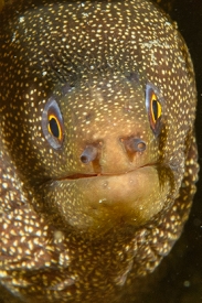Goldentail Moray Eel, Grenada<br>December 17, 2015