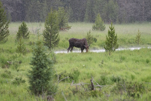 July 9, 2015<br>Moose, in the rain.