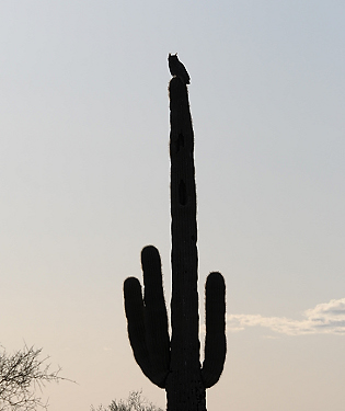 April 1, 2010.  One of the parent owls silhouetted on a saguaro cactus.