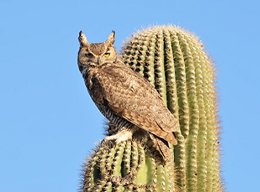 April 7, 2010.  The adult owl flew to a second cactus when I got too close to the first.  I slowly approached and got even closer for a handheld shot with the 80-400 zoom.  (Most of my owl images were shot from a tripod).