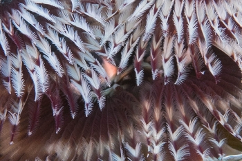 June 18, 2018<br>Christmas Tree Worm detail