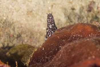 June 22, 2018<br>Spotted Eel peeking out from under a big sponge