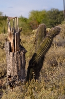 Using the 200-500 as a landscape lens.  Some cactus shots.<br>March 31, 2016<br> *** Aperture: F9, ***<br>NIKON D810, shutter speed 1/200, focal length 200mm<br>ISO 160<br>
