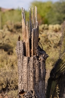 Using the 200-500 as a landscape lens.  Some cactus shots.<br>March 31, 2016<br> *** Aperture: F8, ***<br>NIKON D810, shutter speed 1/500, focal length 270mm<br>ISO 450<br>