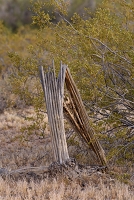 Using the 200-500 as a landscape lens.  Some cactus shots.<br>March 31, 2016<br> *** Aperture: F8, ***<br>NIKON D810, shutter speed 1/320, focal length 310mm<br>ISO 450<br>