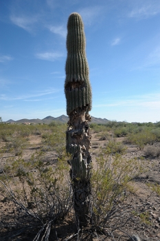 NIKON D700, 1/4000, F2.8<br><br>Trying for subject isolation wide only.<br><br>Note: This is how saguaro cactus dies<br>around here - shotgun damage.