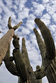 Looking up saguaro cactus, 24mm seemed right for this shot.<br><br>NIKON D700, AF 24mm f/2.8D,  F9, 1/800<br>