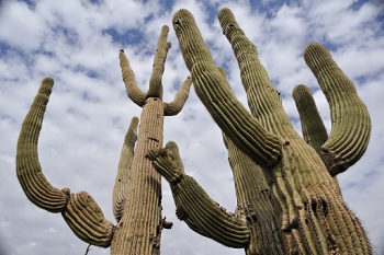 Looking up saguaro cactus, 24mm seemed right for this shot.<br><br>NIKON D700, AF 24mm f/2.8D,  F9, 1/640