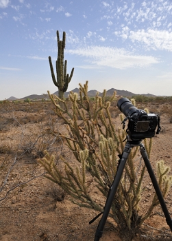 I manufactured this shot to have a foreground object with a decent background object.  This is where I commonly shoot from when there are baby Harris Hawks in the nest in the cactus in the background.<br><br>NIKON D700, AF 24mm f/2.8D,  F9, 1/500