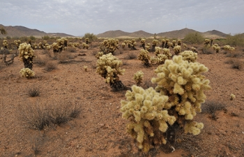 One of my favorite sights is a patch of cholla cactus.  It's difficult to photograph them though.<br><br>NIKON D700, AF 24mm f/2.8D,  F20, 1/80