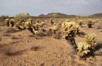 Cholla field again.  Hard to find just the right spot and lineup of cactus.<br><br>NIKON D700, AF 24mm f/2.8D,  F11, 1/320