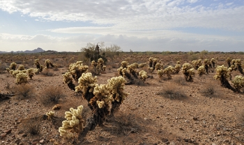 The sun came out, so another attempt at a cholla field.<br><br>NIKON D700, AF 24mm f/2.8D, F16, 1/160
