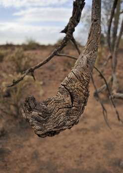 Another 'knuckle' in a dead Palo Verde tree.<br><br>NIKON D700, AF 24mm f/2.8D,  F3.2, 1/2500