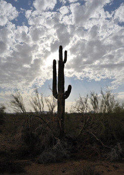 Backlit saguaro.  A real metering challenge.<br><br>NIKON D700, AF 24mm f/2.8D,  F8, 1/1600