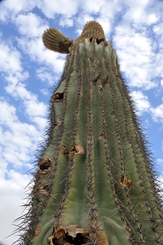 One last up-saguaro shot...<br><br>NIKON D700, AF 24mm f/2.8D,  F22, 1/30