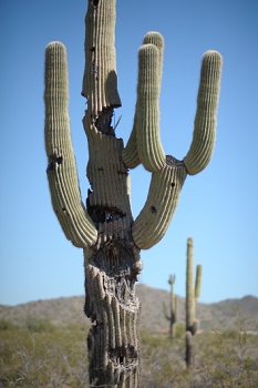 NIKON D700, 1/6400, F1.8<br><br>Comparing background cactus at F1.8 to <br>previous shot at F8.