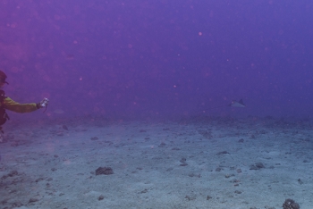 July 16, 2018<br>Barely visible, there is a spotted eagle ray getting filmed.