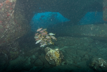 July 16, 2018<br>Second dive - Mala Pier, or rather the remains of it.  Mala Pier was condemned for bad cement as soon as it was built.   Now it's an artificial reef.