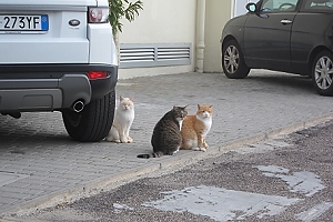 October 19, 2013<br>Three cats in Ravenna.
