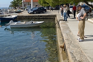 October 22, 2013<br>Cat looking at fish in Cavtat, Croatia