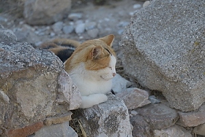 October 24, 2013<br>Greek cat on the Acropolis.