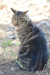 October 25, 2013<br>The first of many cats in Ephesus, Turkey.