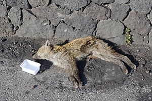 October 27, 2013<br>Dead fox right at the base of a major trail up Mount Etna.