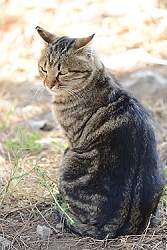 October 25, 2013<br>The first of many cats we saw in Ephesus.  (Many!)