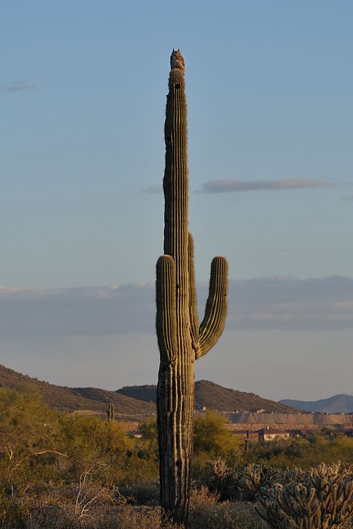 Saguaro with owl