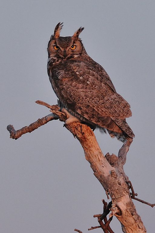 Owl on dead tree