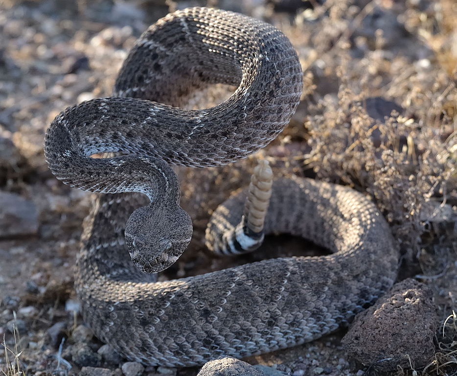 Rattler prepared to strike 1