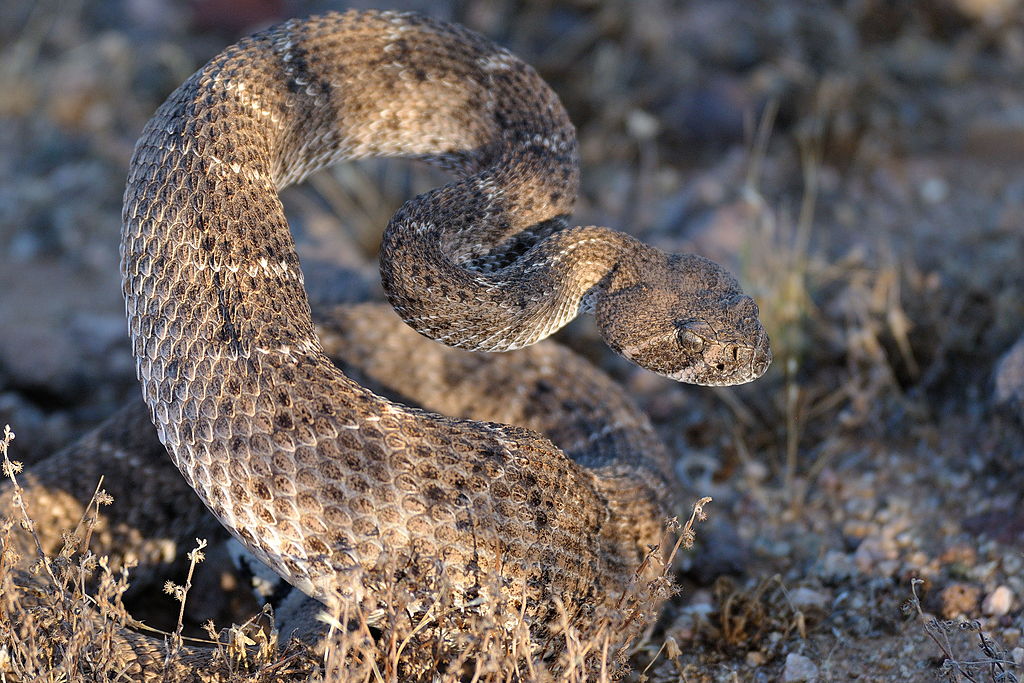 Rattler prepared to strike 2