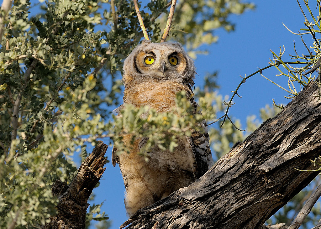 Young owl in tree