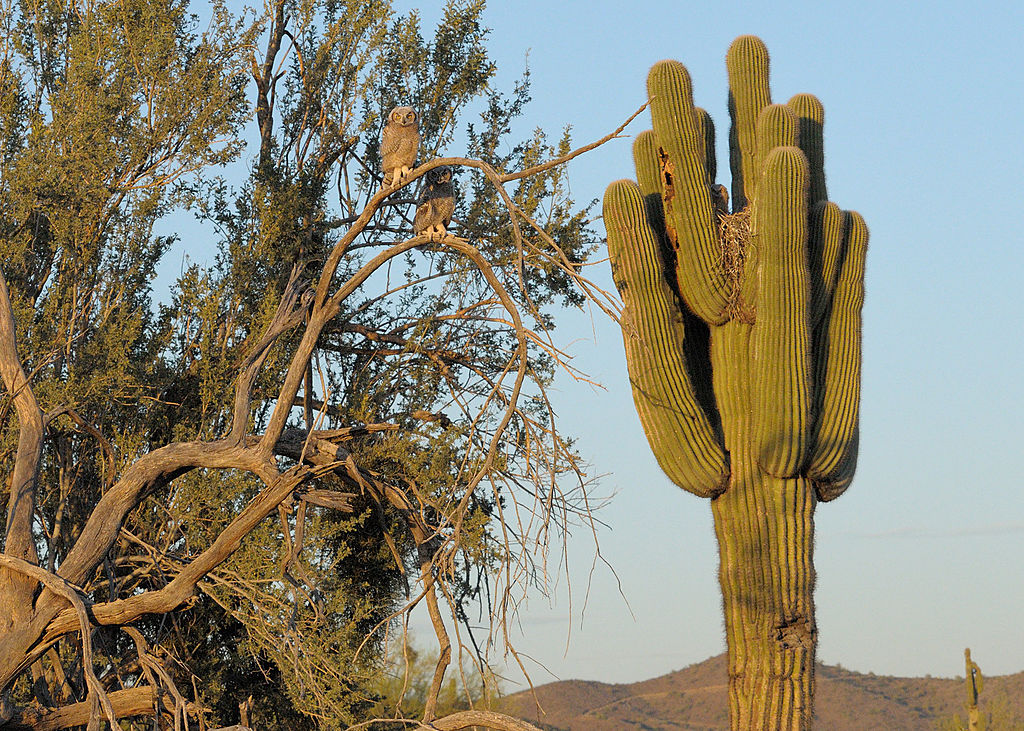 Owl on saguaro