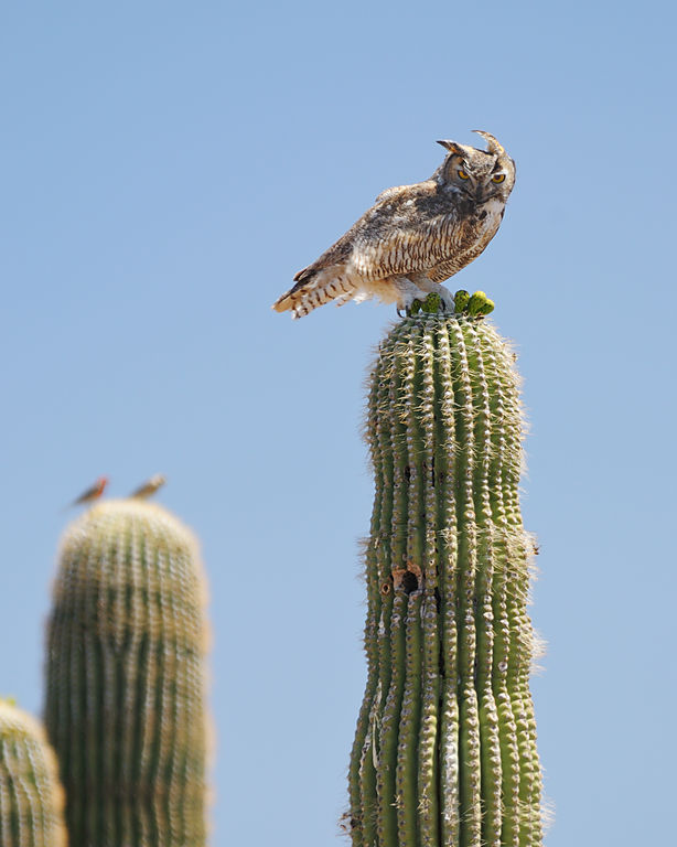 Owl on saguaro