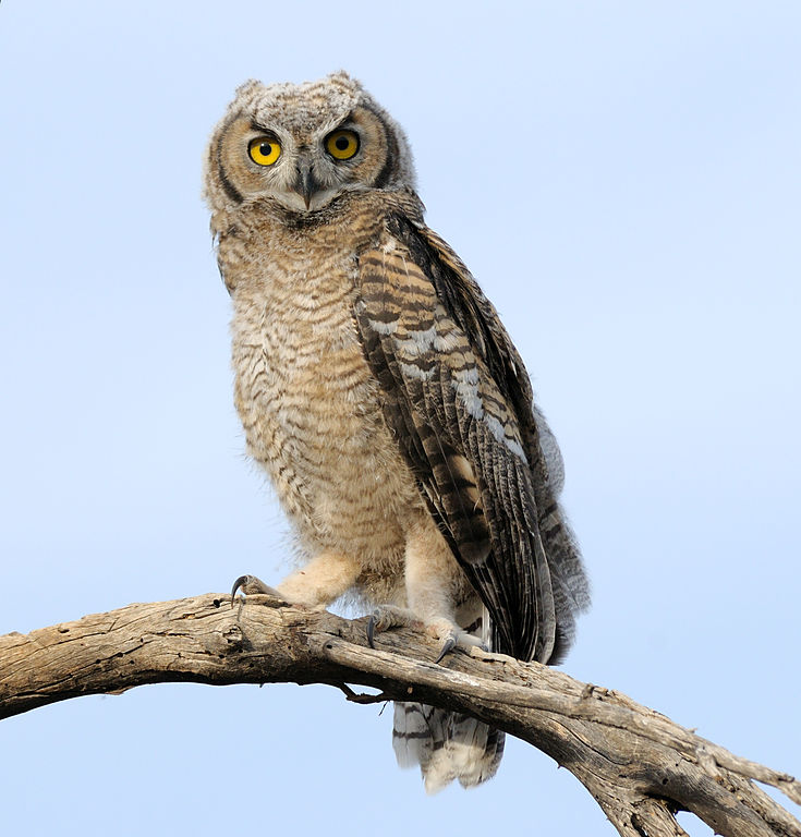 Owl on branch