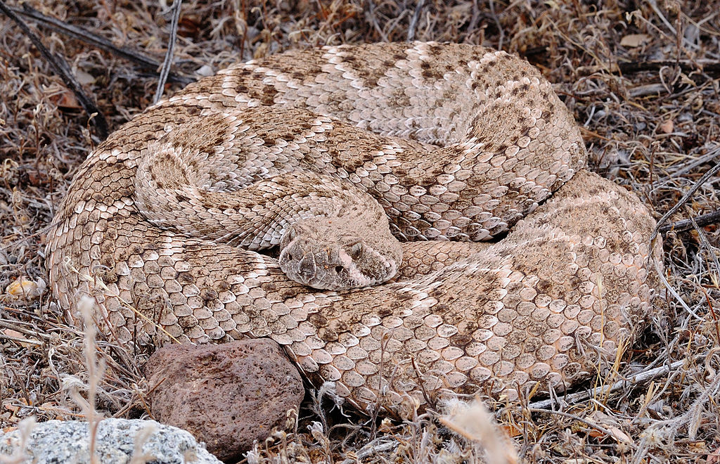 Rattlesnake in waiting