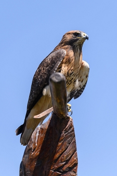 March 31, 2019<br>Red-tailed Hawk