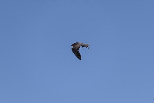 March 31, 2019<br>This is a flight sequence of a Lanner falcon, similar to a Peregrine falcon.   I was testing the autofocus system on my camera, seeing if it could track a bird this fast in flight.  It could, as long as the operator can keep the bird reasonably centered.<br><br>This image, and the rest, were all cropped, and the bird centered into the cropped frame.  I did not track it as well as it seems here.