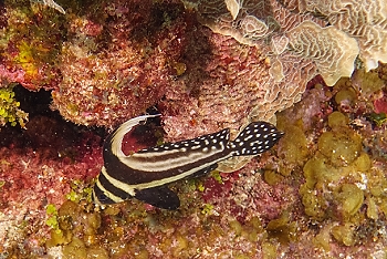 Spotted Drumfish<br>September 28, 2015