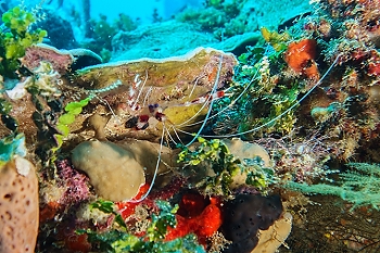 Banded Coral Shrimp<br>October 1, 2015