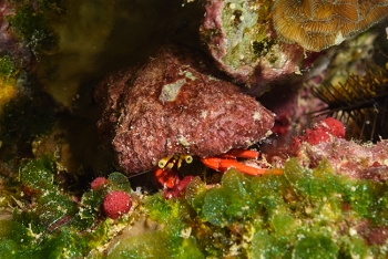 Red Reef hermit crab<br>September 25, 2016